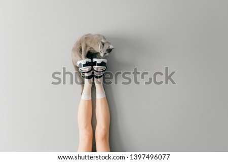 Beautiful female legs in white mesh trendy socks wearing fashionable black white high wedge leather sandals. Womens long legs in stylish shoes with russian blue cat standing above on gray background