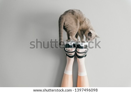 Beautiful female legs in white mesh trendy socks wearing fashionable black white high wedge leather sandals. Womens long legs in stylish shoes with russian blue cat standing above on gray background