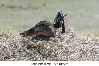 A Beautiful Female Mallard Duck Sits Atop Her Nest.