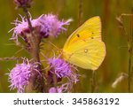 A beautiful female Orange Sulphur butterfly feeds on the nectar of a wildflower in a northern Illinois prairie.
