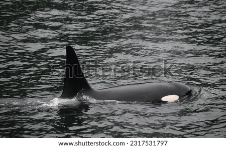A beautiful female orca breaks the water's surface in Resurrection Bay in near Kenai Fjords National Park, Alaska.