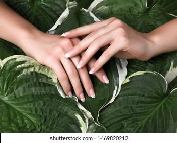 Beautiful Female Palms with Perfect French Manicure on Green Leaves Background. Natural Cosmetic for Hand Care. Light Nails Polish, Clean Soft Skin.