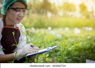 Beautiful female plant researchers are checking the progress and growth of plants. By taking notes on the report paper in her hands. Research and Education Concepts. - Powered by Shutterstock