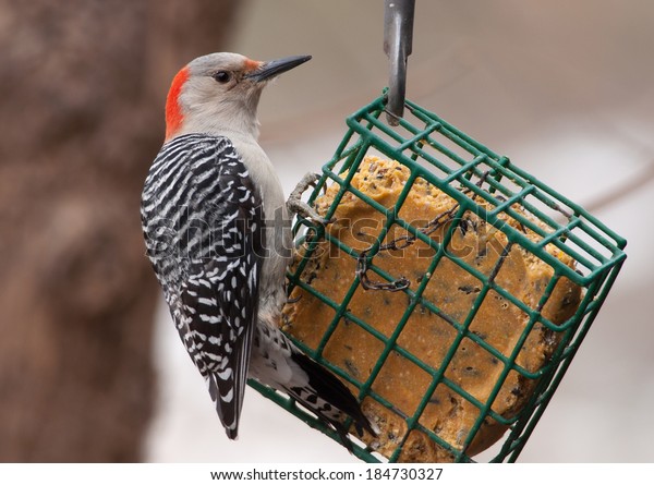 Beautiful Female Redbellied Woodpecker Perches On Stock Photo