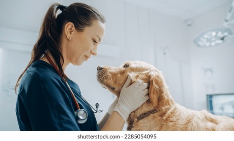 Beautiful Female Veterinarian Petting a Noble Golden Retriever Dog. Healthy Pet on a Check Up Visit in Modern Veterinary Clinic with Happy Caring Doctor - Powered by Shutterstock