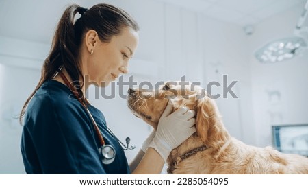 Beautiful Female Veterinarian Petting a Noble Golden Retriever Dog. Healthy Pet on a Check Up Visit in Modern Veterinary Clinic with Happy Caring Doctor