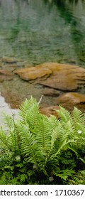 Beautiful Fern Grows Near The Clear Lake. Iphone 10 Wallpaper. Nature Background.