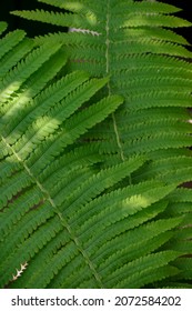 Beautiful Fern Leaf Texture In Nature. Natural Ferns Background Fern Leaves Close Up Ferns Nature. Fern Plants In Forest Background Of The Ferns Nature Concept. Green Ferns Nature. Natural Floral Fern