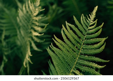 Beautiful fern leaf texture in nature. Natural ferns blurred background. Fern leaves Close up. Fern plants in forest. Background nature concept. High quality photo - Powered by Shutterstock