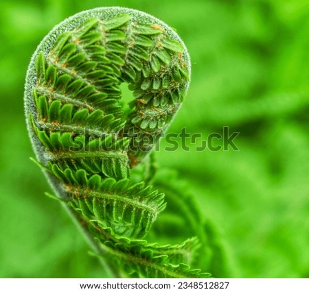 Beautiful fern leaf texture in nature. Natural fern blurred green background. 
Fern leaf. Background nature concept.