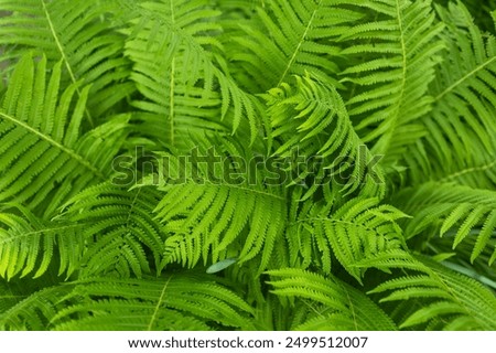 Beautiful fern leaf texture in nature. Natural ferns blurred background. Fern leaves Close up. Fern plants in forest. Background nature concept.