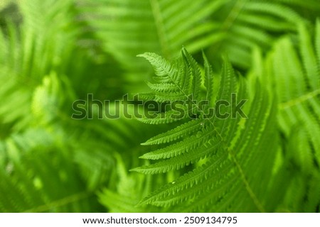 Beautiful fern leaf texture in nature. Natural ferns blurred background. Fern leaves Close up. Fern plants in forest. Background nature concept.