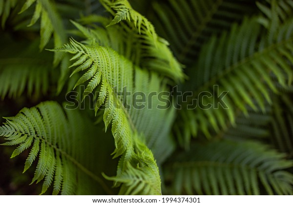 Beautiful fern leaf texture in nature. Natural\
ferns blurred background. Fern leaves Close up. Fern plants in\
forest. Background nature\
concept.