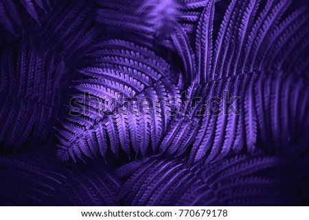 Beautiful fern leaves green foliage natural floral fern background. Ultra Violet creative and moody color of the picture.
