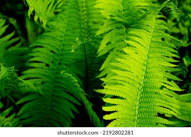 Beautiful fern plant. forest fern