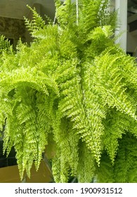 Beautiful Fern Plant Infront Of A House In The Bright Morning Of Karang Rejo, Kota Metro Lampung Province