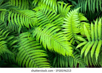 Beautiful ferns leaves. Green foliage natural of fern. Beautiful background natural ferns pattern. - Shutterstock ID 1918196213
