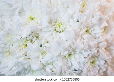 Beautiful festive bouquet close-up. Bright bouquet of white flowers as a gift. Decoration for home, photo zone and interior. Fresh flowers. Abstract background, soft selective focus.