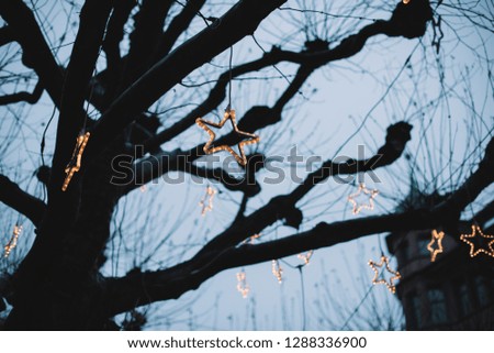 Similar – Image, Stock Photo ghost Autumn Plant Leaf