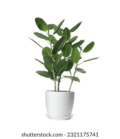 Beautiful ficus plant in pot on white background. House decor