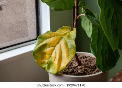 A beautiful fiddle leaf fig houseplant sits in a pot by a window for bright, indirect light, but has a large yellowing leaf. Overwatering or under fertilization may be the cause of the issue