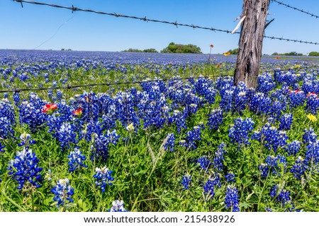 A Beautiful Field Blanketed with the Famous Texas Bluebonnet (Lupinus texensis) Wildflowers.  Old Wooden Fence Post and Barbed Wire.