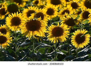 Beautiful field of blooming sunflowers.