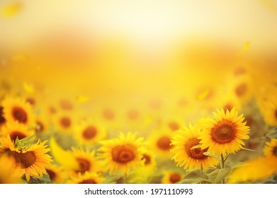 Beautiful field of blooming sunflowers against sunset golden light and blurry  soft ten sunflower field natural background - Shutterstock ID 1971110993