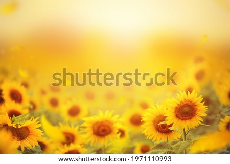 Beautiful field of blooming sunflowers against sunset golden light and blurry  soft ten sunflower field natural background