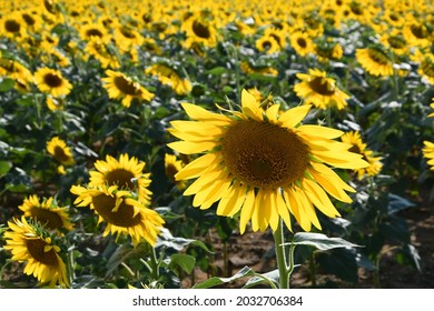 Beautiful field of blooming sunflowers. Sunflower close-up