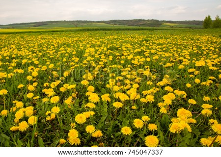 Beautiful field of dandellion flowers