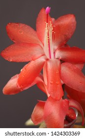 Beautiful Field Flowers That Attract Many Hummingbirds, Brazil