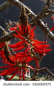 Beautiful Field Flowers That Attract Many Hummingbirds, Brazil