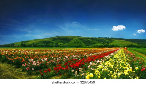 Beautiful Field Full Of Roses - Panorama