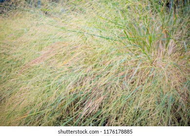 Beautiful Field  Long Grass Close Up.