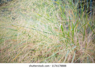 Beautiful Field  Long Grass Close Up.