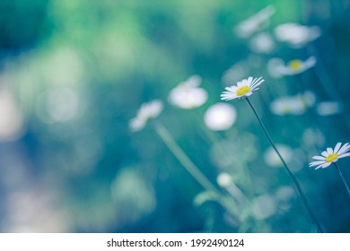 Beautiful Field Meadow Flowers Chamomile, Soft Green Blue In Morning Light Pastel Colors, Nature Landscape, Close-up Macro. Relaxing Calming Nature, Inspirational Floral Background