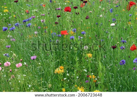 Beautiful field meadow full of green grasses and multicoloured wild flowers in bloom. Delicate, fragile, vulnerable ecosystem and biodiversity environment. Natural organic abstract background texture