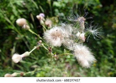 A Beautiful Field Milk Thistle Seen From Above.