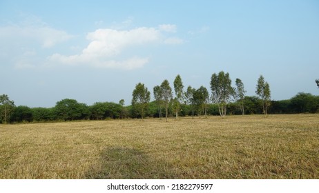 Beautiful Field Near Hesaraghatta Bangalore. Agriculture Lands In Karnataka. Natural Scenery Of India.