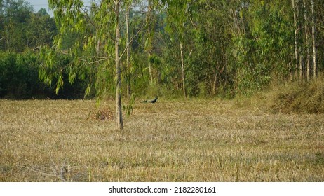 Beautiful Field Near Hesaraghatta Bangalore. Agriculture Lands In Karnataka. Natural Scenery Of India.