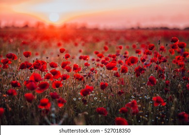 Beautiful field of red poppies in the sunset light. Russia, Crimea