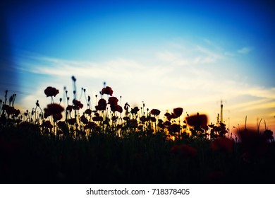 Beautiful field of red poppies in the sunset light