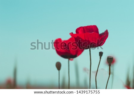 Beautiful field of red poppies in the sunset light. Remembrance Sunday background.