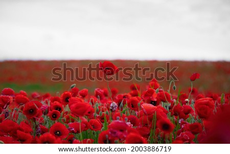 Similar – Poppy Field I Nature