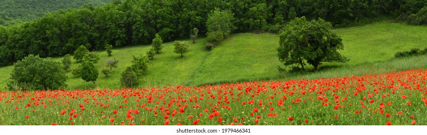 beautiful field of red poppies in tuscany