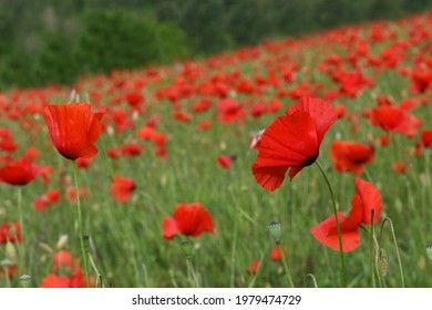 beautiful field of red poppies in tuscany