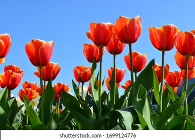 beautiful field of red tulips in holland  with blue sky background
