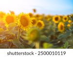 A beautiful field of sunflowers against the sky in the evening light of a summer sunset. Sunbeams through the flower field. Natural background. Copy space.