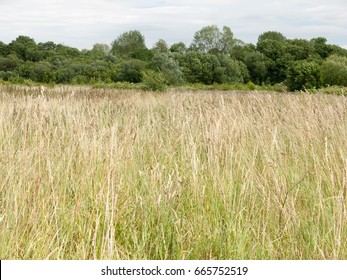 beautiful field with trees and sky on a nice sunny day in england uk long grass